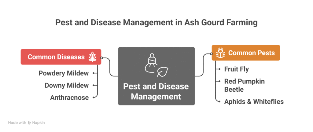 Ash Gourd Farming Profit Per Acre