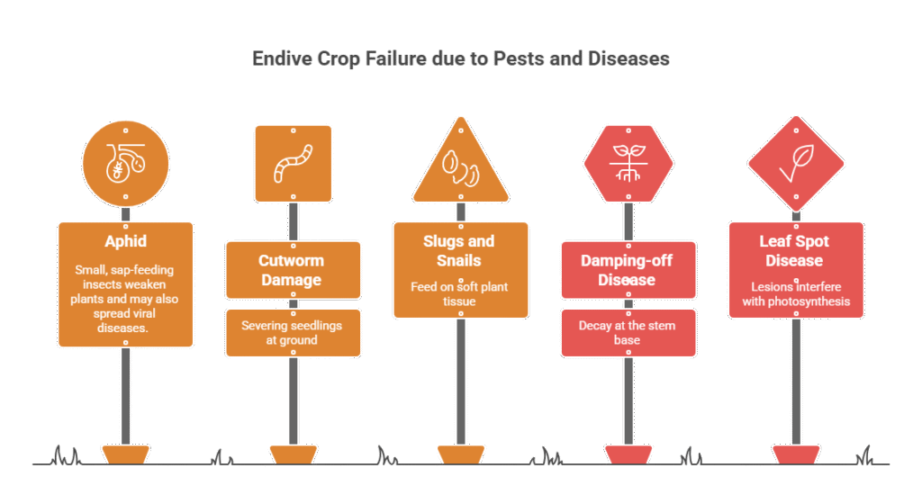 Endive Farming Profit Per Acre