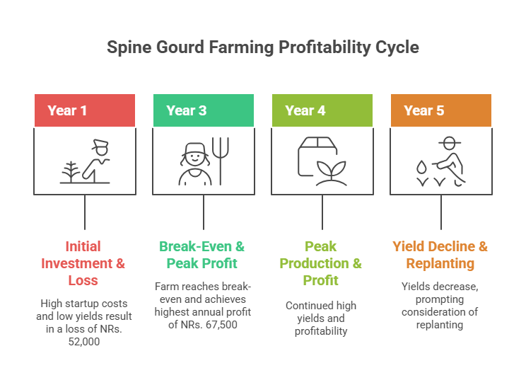 Spine Gourd Farming Profit Per Acre