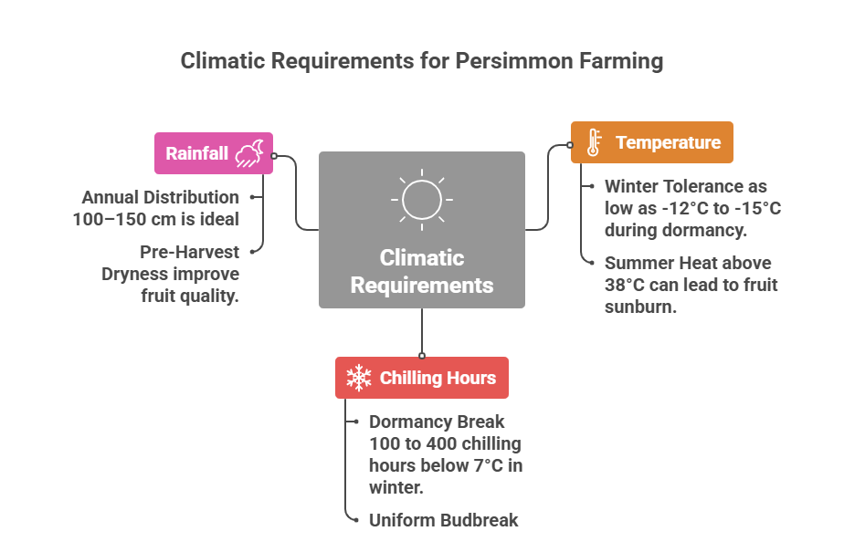 Persimmon Farming Profit Per Acre