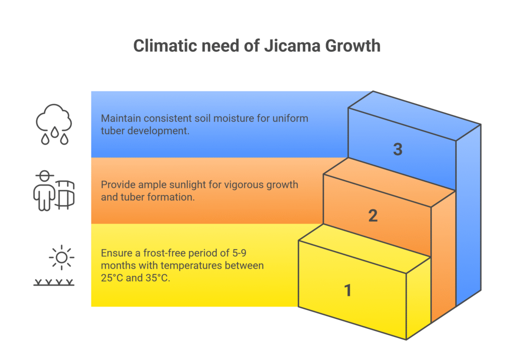  Jicama Farming Profit Per Acre