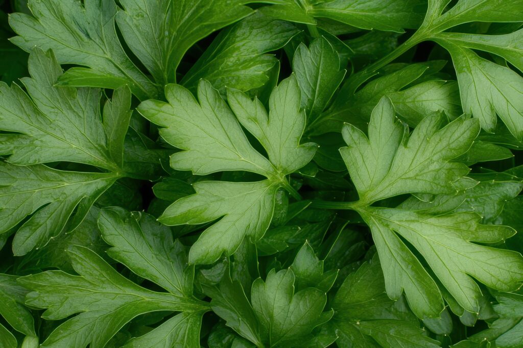 Parsley Farming Profit Per Acre