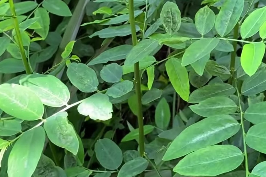 Chekurmanis Farming Profit Per Acre