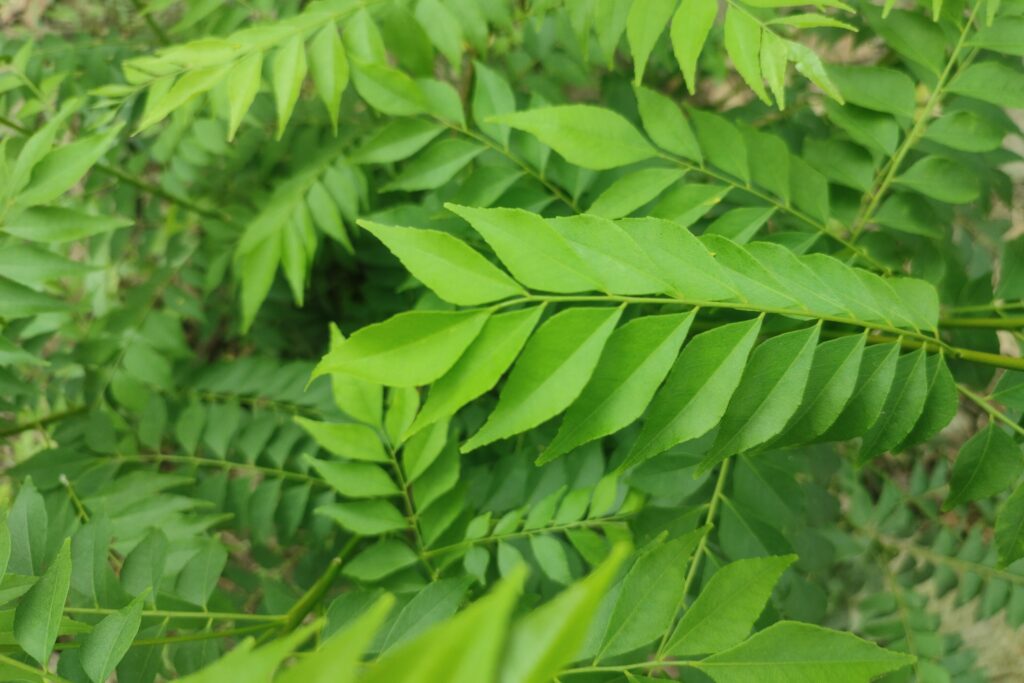 Curry Leaf Farming Profit Per Acre