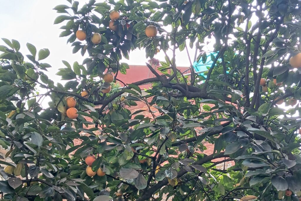 Persimmon Farming Profit Per Acre