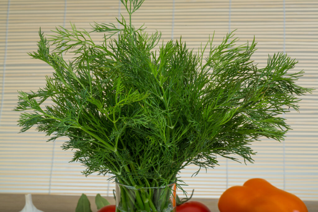 Dill Leaf Farming Profit Per Acre