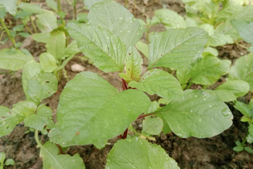 Amaranthus Farming Profit Per Acre