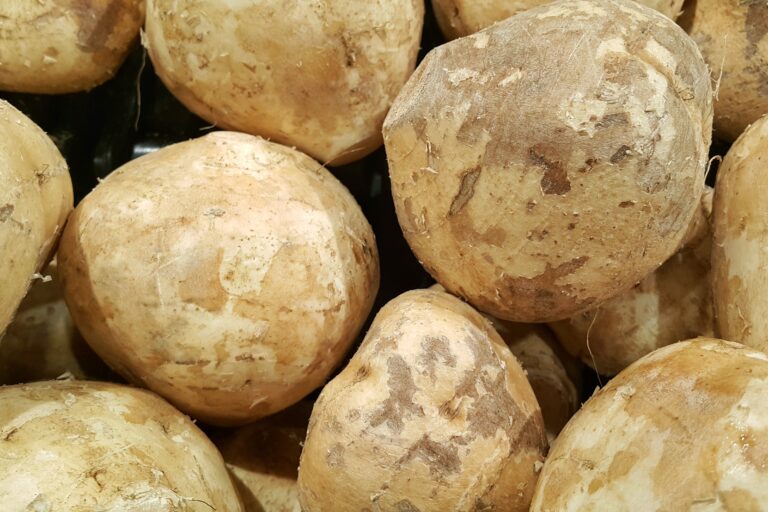 Jicama Farming Profit Per Acre