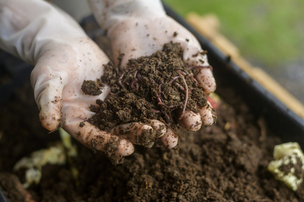 Vermicompost Farming Profit