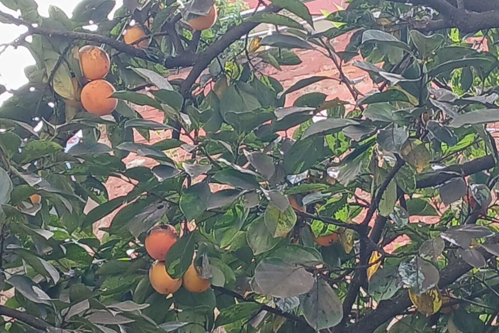 Persimmon Farming Profit Per Acre