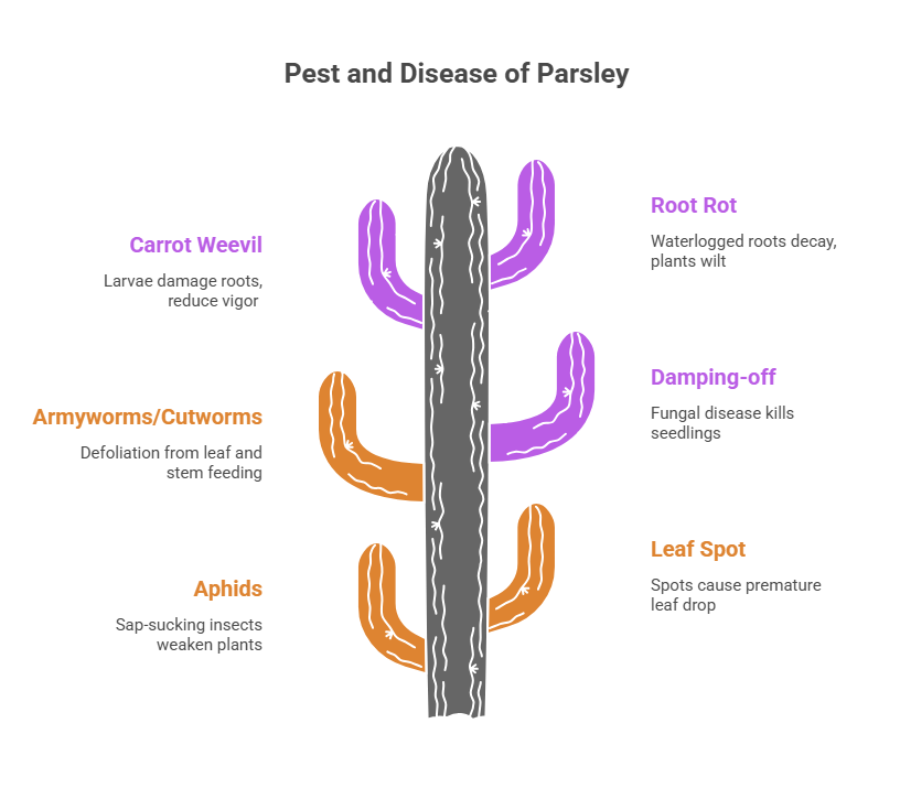 Parsley Farming Profit Per Acre