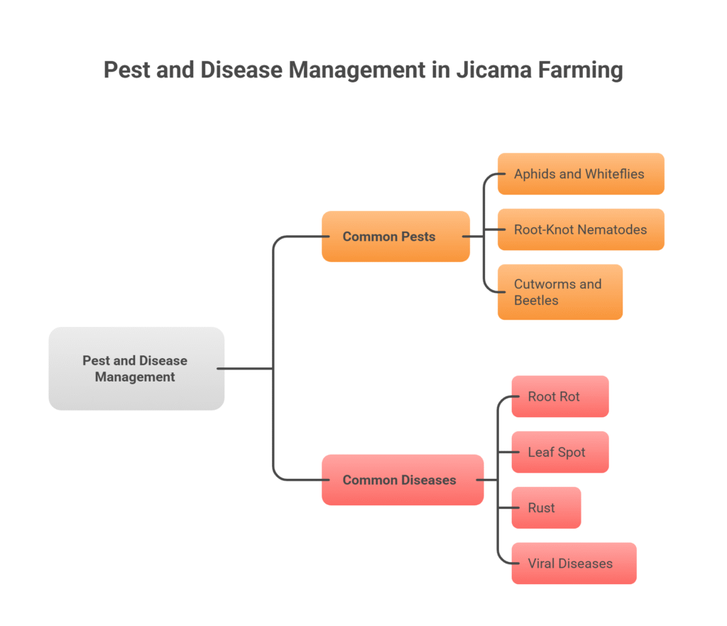  Jicama Farming Profit Per Acre