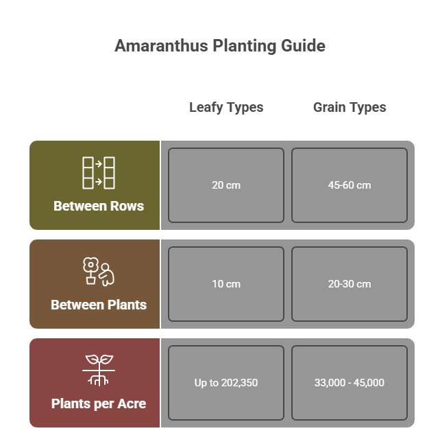 Amaranthus Farming Profit Per Acre