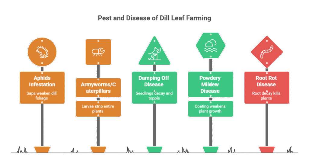 Dill Leaf Farming Profit Per Acre