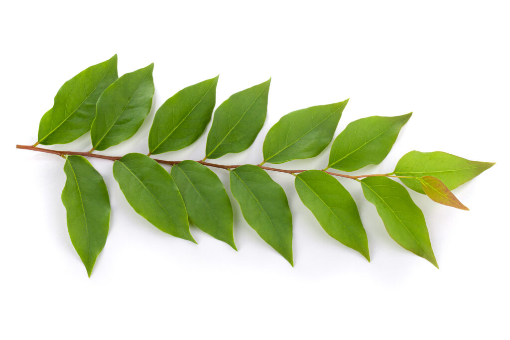 Curry Leaf Farming Profit Per Acre