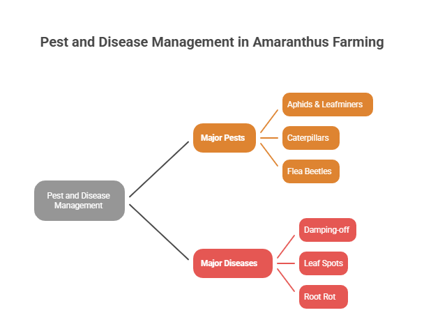 Amaranthus Farming Profit Per Acre