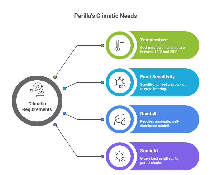 Perilla Farming Profit Per Acre