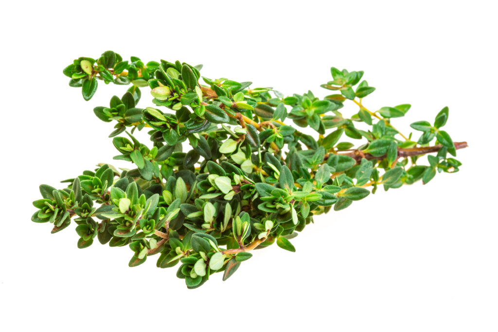 Thyme Farming Profit Per Acre