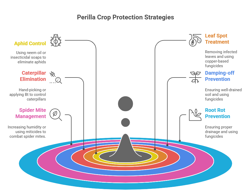 Perilla Farming Profit Per Acre
