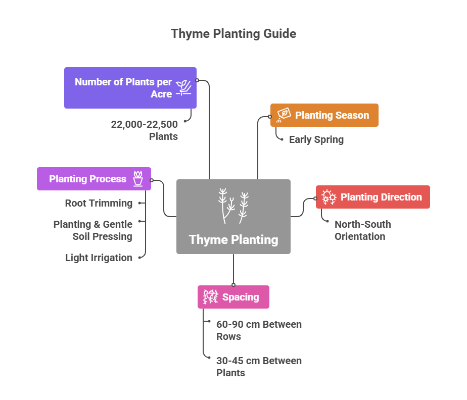 Thyme Farming Profit Per Acre
