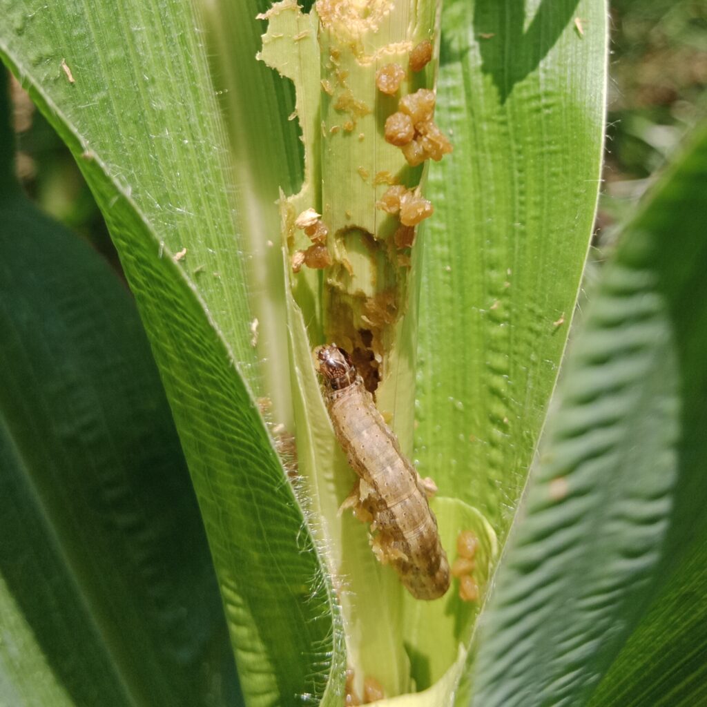 Maize Fall Armyworm Management