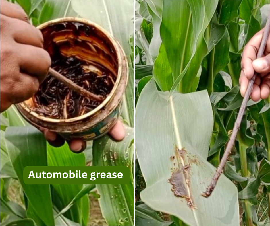 Essential Guide to Maize Fall Armyworm Management