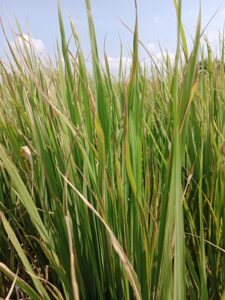 Rice Diseases and their Control