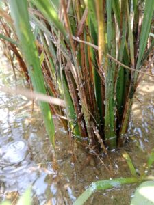 Major insect pest of rice in India