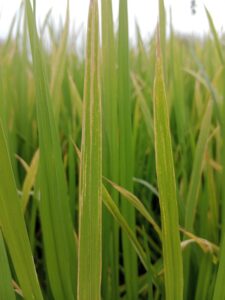 Rice Diseases and their Control
