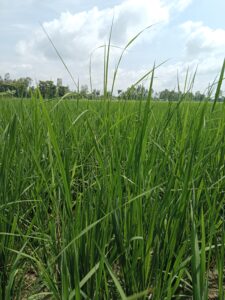 Rice Diseases and their Control