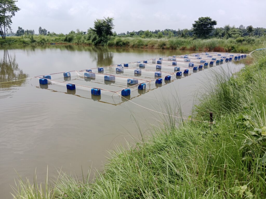 Comprehensive Guide to Tilapia Farming