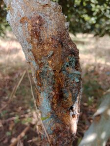 8 Major Citrus Pests and Diseases