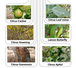 8 Major Citrus Pests and Diseases