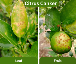 8 Major Citrus Pests and Diseases