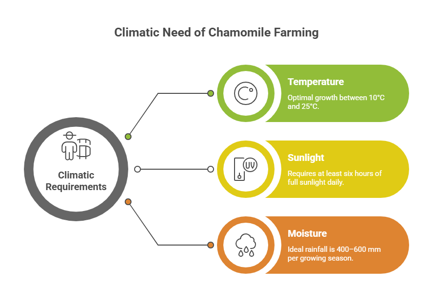 Chamomile Farming Profit Per Acre