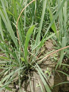 Major insect pest of rice in India