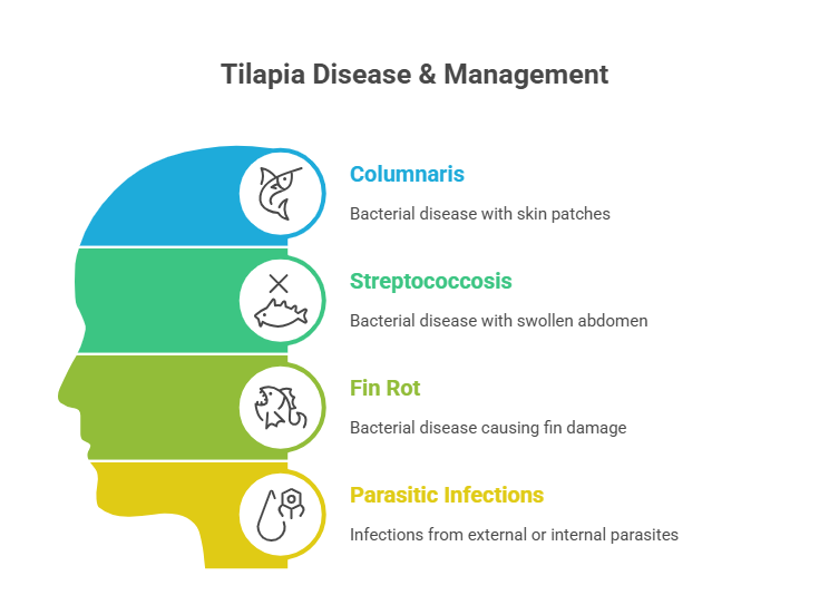 Tilapia Farming Profit Per Acre