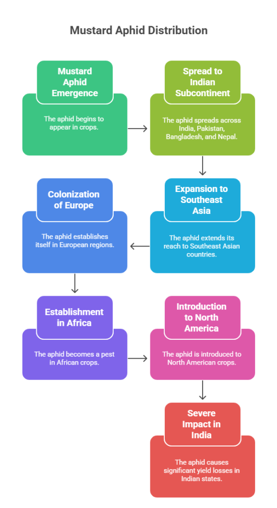Mustard Aphid Management