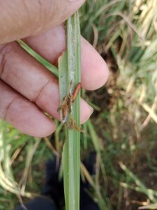 Major insect pest of rice in India