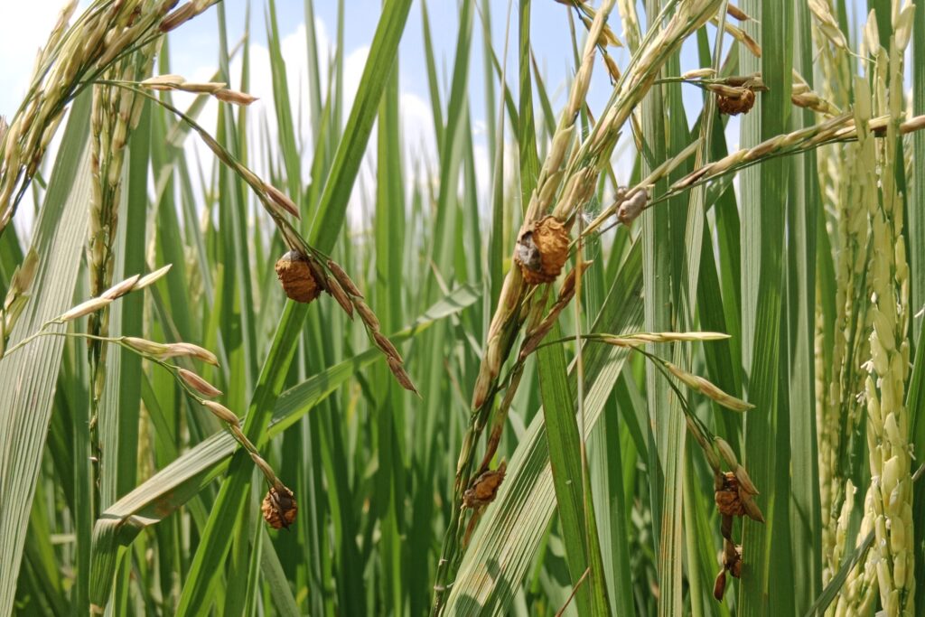 Rice Diseases and their Control
