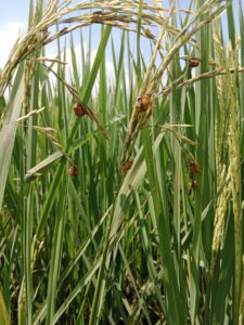Rice Diseases and their Control