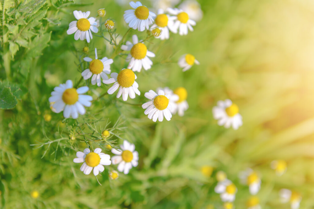 Chamomile Farming Profit Per Acre