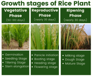 Rice Growth Stages