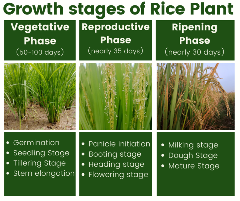 Rice Growth Stages