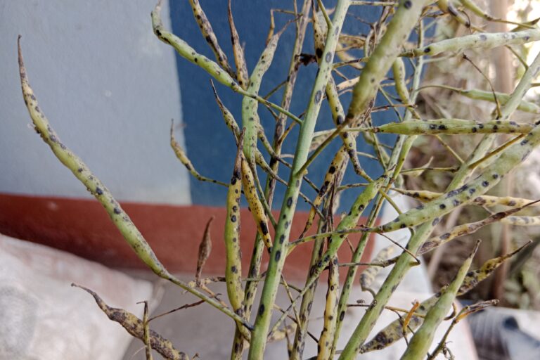 Alternaria Blight of Mustard Management