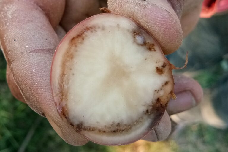 Potato Bacterial Wilt Management