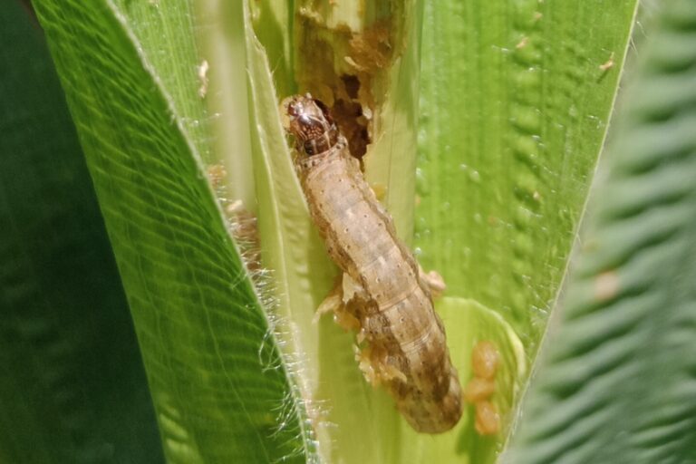 Essential Guide to Maize Fall Armyworm Management