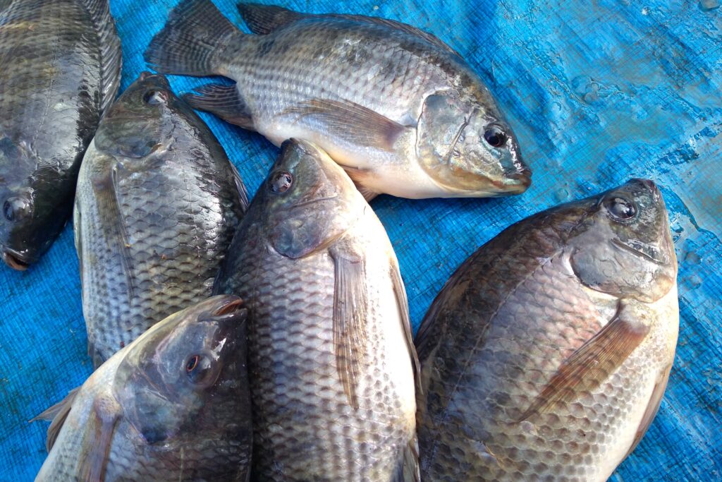 Tilapia Farming Profit Per Acre