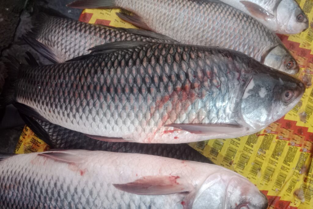 Rohu Farming Profit Per Acre