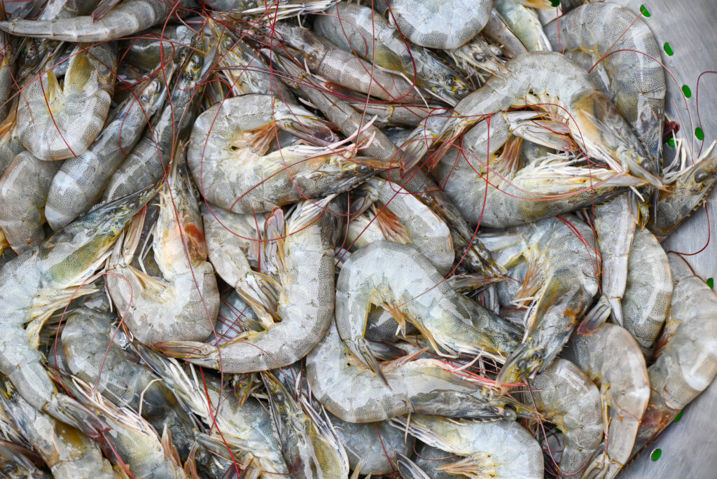 Freshwater Prawn Farming Profit per Acre